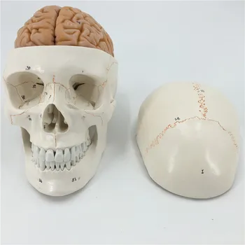 skull model brain neurology craniocerebral anatomy model with digital number mark education head model
skull model brain neurology craniocerebral anatomy model with digital number mark education head model