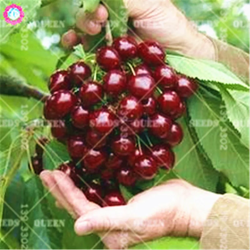 Dark red cherry Sweet dwarf fruit tree Spring farm home bonsai plants potted Easy to grow Best packaging 20pcs
Dark red cherry Sweet dwarf fruit tree Spring farm home bonsai plants potted Easy to grow Best packaging 20pcs
