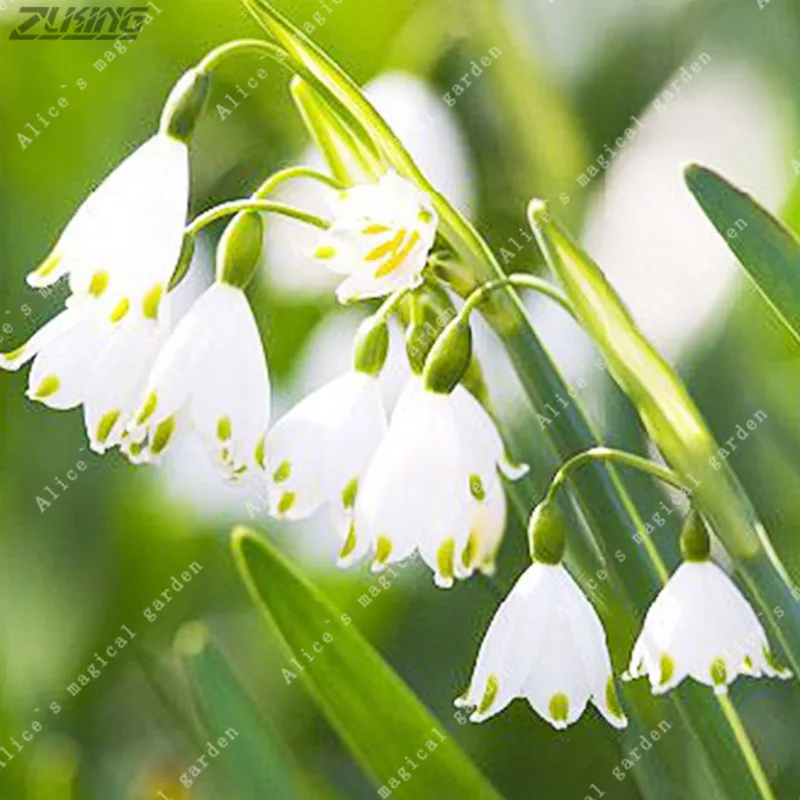 ZLKING 100pcs Multiple Colour Snowdrop Flower Peru Bonsai for Planting Perennials Hardy Exotic Flowering Plants Pot
ZLKING 100pcs Multiple Colour Snowdrop Flower Peru Bonsai for Planting Perennials Hardy Exotic Flowering Plants Pot