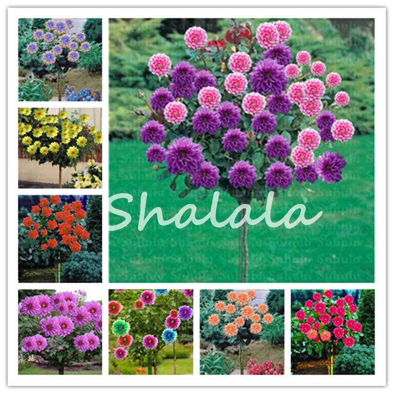 100pcs/Bag Colorful Dahlia Flower Rainbow Dahlia Tree Plants Bonsai Bright Flower Planting Balcony Potted Plants For Home Garden
100pcs/Bag Colorful Dahlia Flower Rainbow Dahlia Tree Plants Bonsai Bright Flower Planting Balcony Potted Plants For Home Garden