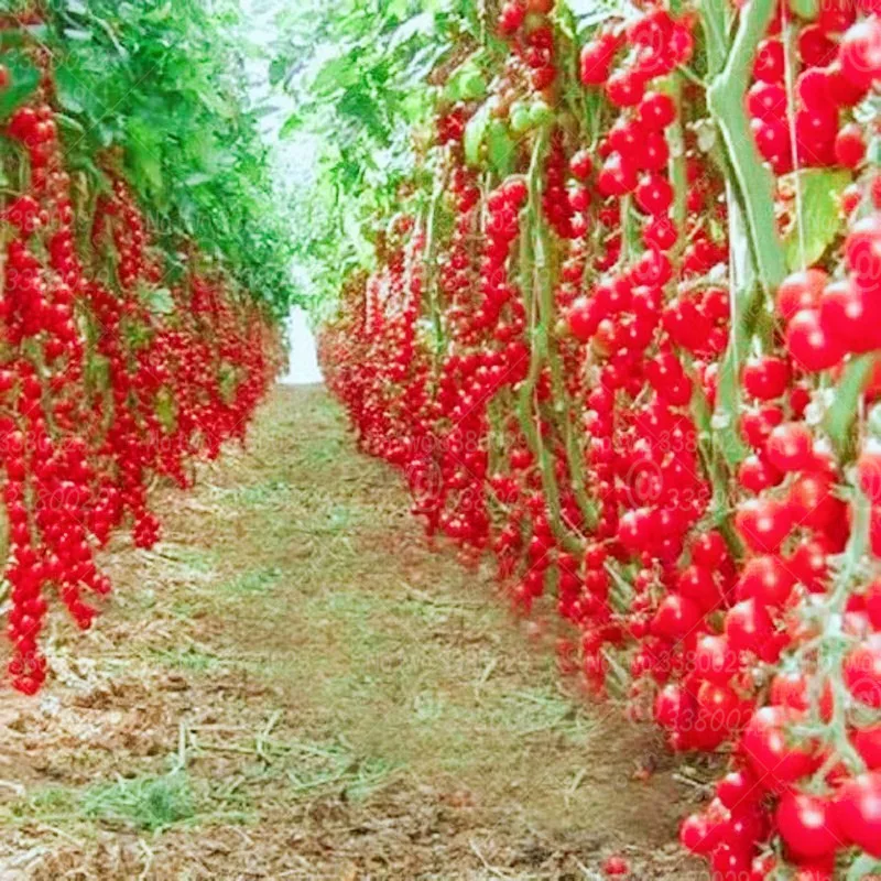 200pcs climbing Tomato edible Tomato bonsai fruit and Vegetable plants food bonsai potted home garden plants planting
200pcs climbing Tomato edible Tomato bonsai fruit and Vegetable plants food bonsai potted home garden plants planting