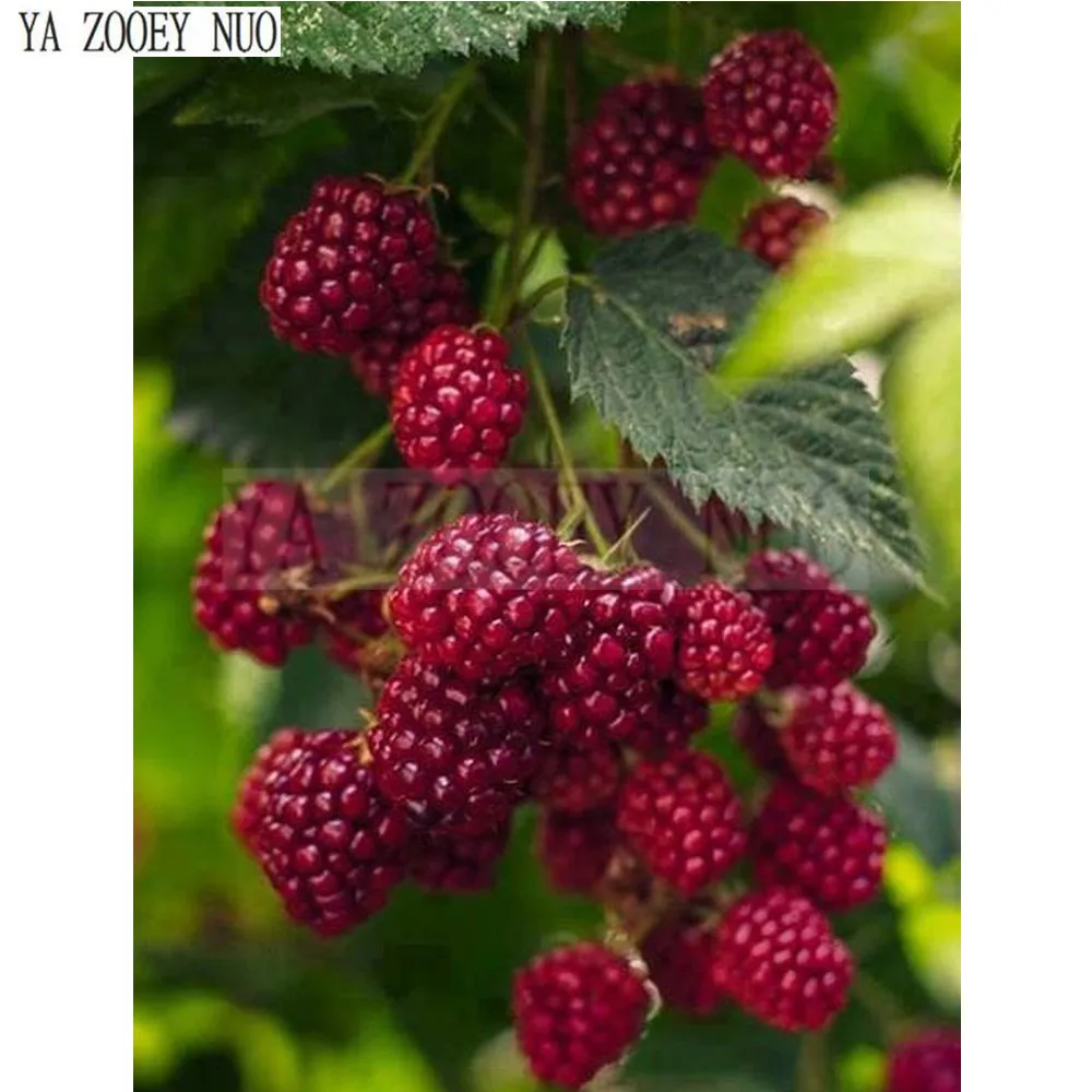 YA ZOOEY NUO DIY Diamond Embroidery Fruit Raspberry DIY Daimond Painting 5D Cross Stitch round Rhinestones Home Decor gift K1482
YA ZOOEY NUO DIY Diamond Embroidery Fruit Raspberry DIY Daimond Painting 5D Cross Stitch round Rhinestones Home Decor gift K1482