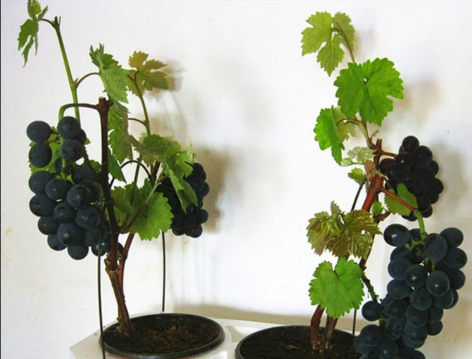 Fruit Bonsai plant 50 VERY RARE Japanese Dwarf Kyoho (Vitis labrusca) Deep Purple Table Grape
Fruit Bonsai plant 50 VERY RARE Japanese Dwarf Kyoho (Vitis labrusca) Deep Purple Table Grape