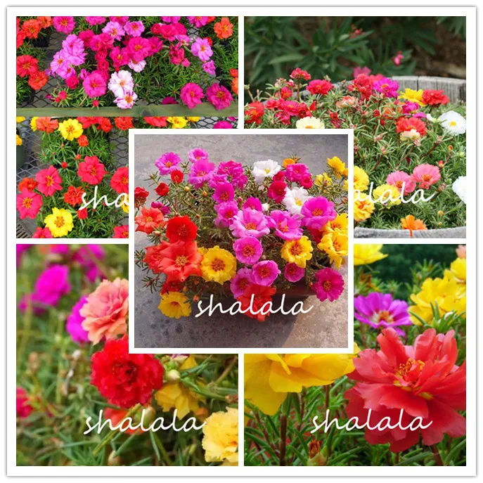 Portulaca Grandiflora bonsai Mixed Color Moss-Rose Purslane Double Flower plant For Home Planting Free Shipping 100 Pcs
Portulaca Grandiflora bonsai Mixed Color Moss-Rose Purslane Double Flower plant For Home Planting Free Shipping 100 Pcs