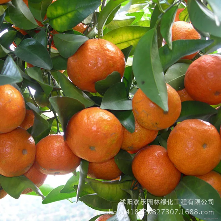 authentic sugar orange kumquat citrus fruit wholesale base three years when the results of direct bonsai 10pcs/Pack
authentic sugar orange kumquat citrus fruit wholesale base three years when the results of direct bonsai 10pcs/Pack