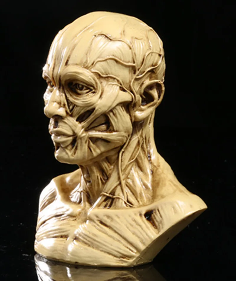 Muscle skull resin skull simulation skulls medical mannequin bust with high precision personalized Home Decoration 10*8.5*6cm
Muscle skull resin skull simulation skulls medical mannequin bust with high precision personalized Home Decoration 10*8.5*6cm