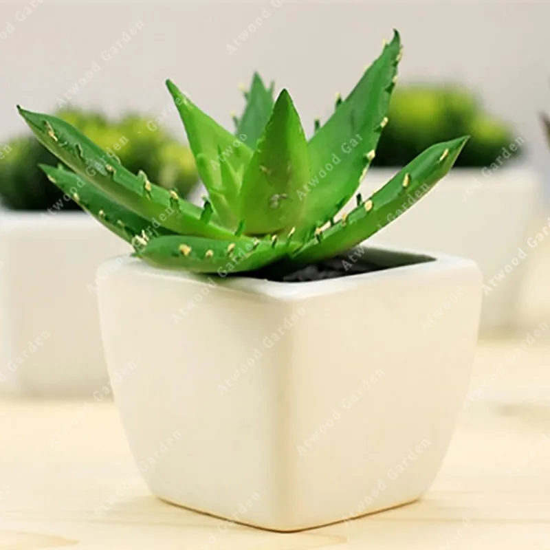 50pcs Africa Drought Resistance Aloe Vera Bonsai Houseplants for Rooms Indoor Plants High Pharmacological Effects
50pcs Africa Drought Resistance Aloe Vera Bonsai Houseplants for Rooms Indoor Plants High Pharmacological Effects