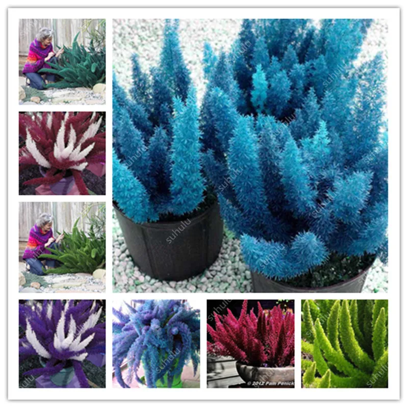 100 Pcs Foxtail Fern Bonsai, Rare Creeper Vines Grass Mixed Foliage Plants Bonsai Exotic plant For Flower Pots Garden Plan
100 Pcs Foxtail Fern Bonsai, Rare Creeper Vines Grass Mixed Foliage Plants Bonsai Exotic plant For Flower Pots Garden Plan