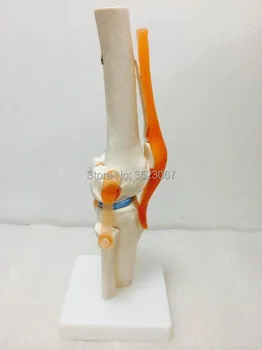 Anatomical Medical traumatic pistol Human anatomy traumatism Professional Magnified Pulmonary Alveoli Joint Simulation
Anatomical Medical traumatic pistol Human anatomy traumatism Professional Magnified Pulmonary Alveoli Joint Simulation