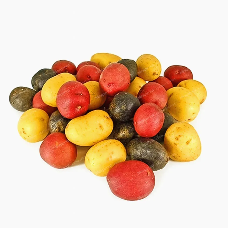 100 Pcs Potato Bonsai Anti-wrinkle Nutrition And Green Vegetable Bonsai Organic Healthy Kitchen Cooking Food Home Garden Plants
100 Pcs Potato Bonsai Anti-wrinkle Nutrition And Green Vegetable Bonsai Organic Healthy Kitchen Cooking Food Home Garden Plants