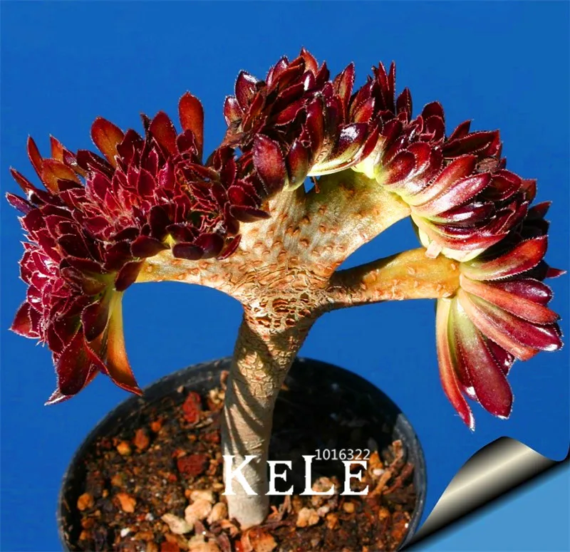 Time-Limit!!100Pieces/Bag Beautiful Rare flower garden cactus Succulent flores kaktus lithops hybrid bonsai plants,#2URMDA
Time-Limit!!100Pieces/Bag Beautiful Rare flower garden cactus Succulent flores kaktus lithops hybrid bonsai plants,#2URMDA