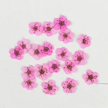 Pink small flowers Dia. 6-8MM per pc press flower dried flower for DIY decoration 1 lot/100pcs free shipment
Pink small flowers Dia. 6-8MM per pc press flower dried flower for DIY decoration 1 lot/100pcs free shipment