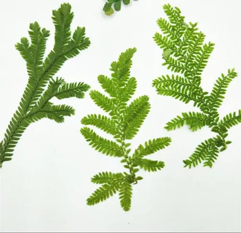 100pcs 6-9cm Green Pressed Dried Selaginella Uncinata Leaf Flower Plants Herbarium For Jewelry Phone Case Frame Postcard Making
100pcs 6-9cm Green Pressed Dried Selaginella Uncinata Leaf Flower Plants Herbarium For Jewelry Phone Case Frame Postcard Making