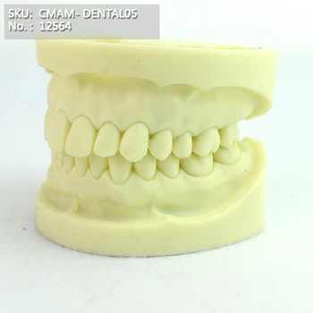 CMAM/12564 Dental- Dental exercise, Human Oral Dental Medical Teaching Anatomical Model
CMAM/12564 Dental- Dental exercise, Human Oral Dental Medical Teaching Anatomical Model