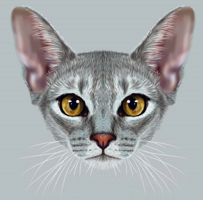 5D Diy Diamond Painting Cross Stitch Cat Head 3D Diamond Mosaic Full Diamond Embroidery Rhinestone Home Decoration Kits Animals
5D Diy Diamond Painting Cross Stitch Cat Head 3D Diamond Mosaic Full Diamond Embroidery Rhinestone Home Decoration Kits Animals