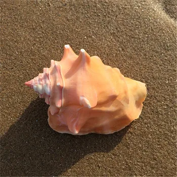 Lobatus gigas natural craft conch shell snails 7--10CM aquarium landscaping ornaments sea shells home wedding decoration
Lobatus gigas natural craft conch shell snails 7--10CM aquarium landscaping ornaments sea shells home wedding decoration