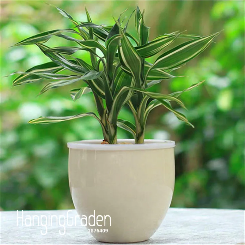 Hot Sale!6 Kinds Lucky Bamboo Choose Potted bonsai Variety Complete Dracaena garden the Budding Rate 95%, 100 PCS/Bag,#RAPH58
Hot Sale!6 Kinds Lucky Bamboo Choose Potted bonsai Variety Complete Dracaena garden the Budding Rate 95%, 100 PCS/Bag,#RAPH58