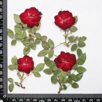 60pcs Dried Pressed Red Rose Flowers + Stalk Plant Herbarium For Jewelry Postcard Photo Case Bookmark Making DIY
60pcs Dried Pressed Red Rose Flowers + Stalk Plant Herbarium For Jewelry Postcard Photo Case Bookmark Making DIY