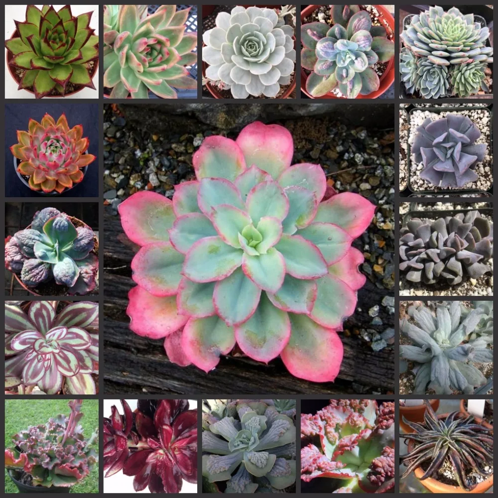 100pcs Fresh Real Echeveria semillas - Bonsai Succulent Plant sementes (Ni-shi-lian)
100pcs Fresh Real Echeveria semillas - Bonsai Succulent Plant sementes (Ni-shi-lian)