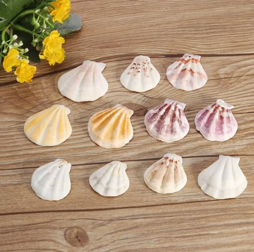 10PCS Mediterranean Style Beautiful Beach SeaShells Mix Sea Natural Shells Shell Crafts for Aquarium Fish Tank Decor
10PCS Mediterranean Style Beautiful Beach SeaShells Mix Sea Natural Shells Shell Crafts for Aquarium Fish Tank Decor