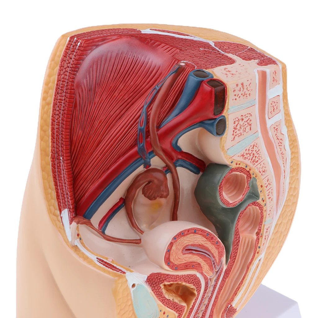 Median Sagittal Section 1:1 Human Female Pelvic & Abdominal Cavity Structure Model Pelvic Muscles Medical Study Lab Supplies