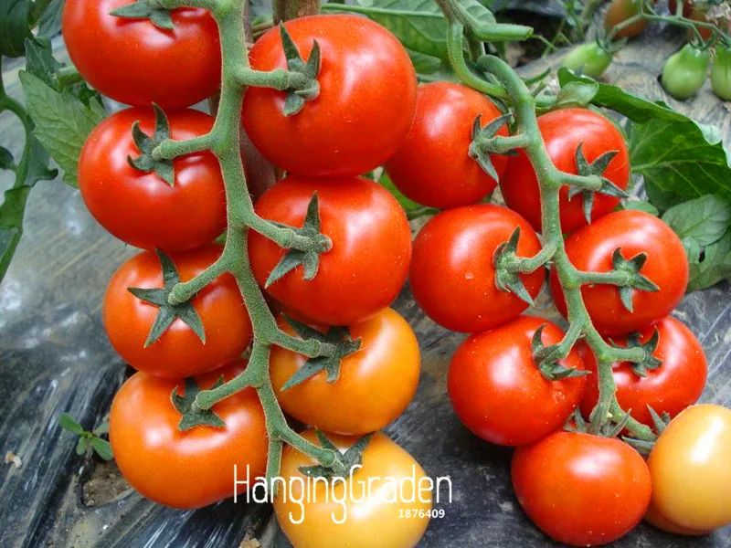 Loss Promotion!tomato cherry tomato tree bonsai tomato gardenlings 100 Pcs/Bag,#NRMXQB
Loss Promotion!tomato cherry tomato tree bonsai tomato gardenlings 100 Pcs/Bag,#NRMXQB