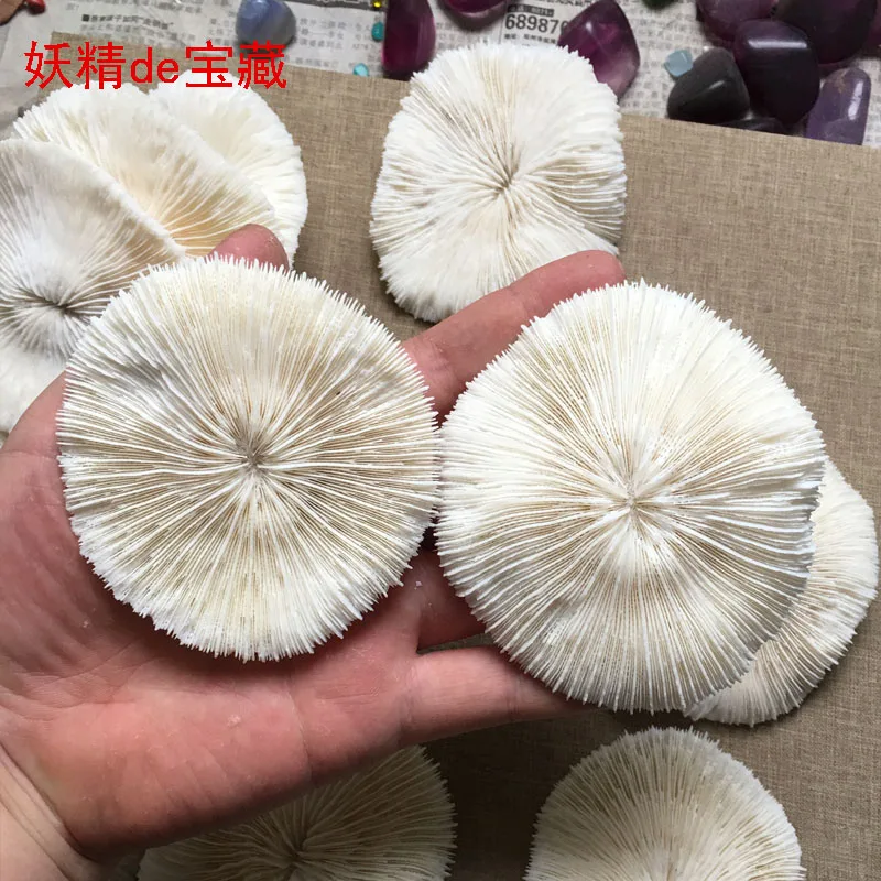 Natural round white coral slice sea mushroom coral stone ornaments sea chrysanthemum Aquarium fish tank decoration
Natural round white coral slice sea mushroom coral stone ornaments sea chrysanthemum Aquarium fish tank decoration