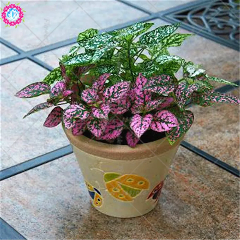 BONSAI 20pcs/bag mix Caladium flower rare Coleus flower potted bonsai plant for home garden decoration supplies
BONSAI 20pcs/bag mix Caladium flower rare Coleus flower potted bonsai plant for home garden decoration supplies