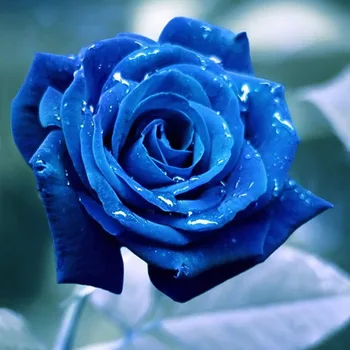 Factory Direct Sales NEW 5D Diamond Painting Cross Stitch Flower Diamond Embroidery Rhinestones Needlework Sweet Life Blue Rose
Factory Direct Sales NEW 5D Diamond Painting Cross Stitch Flower Diamond Embroidery Rhinestones Needlework Sweet Life Blue Rose