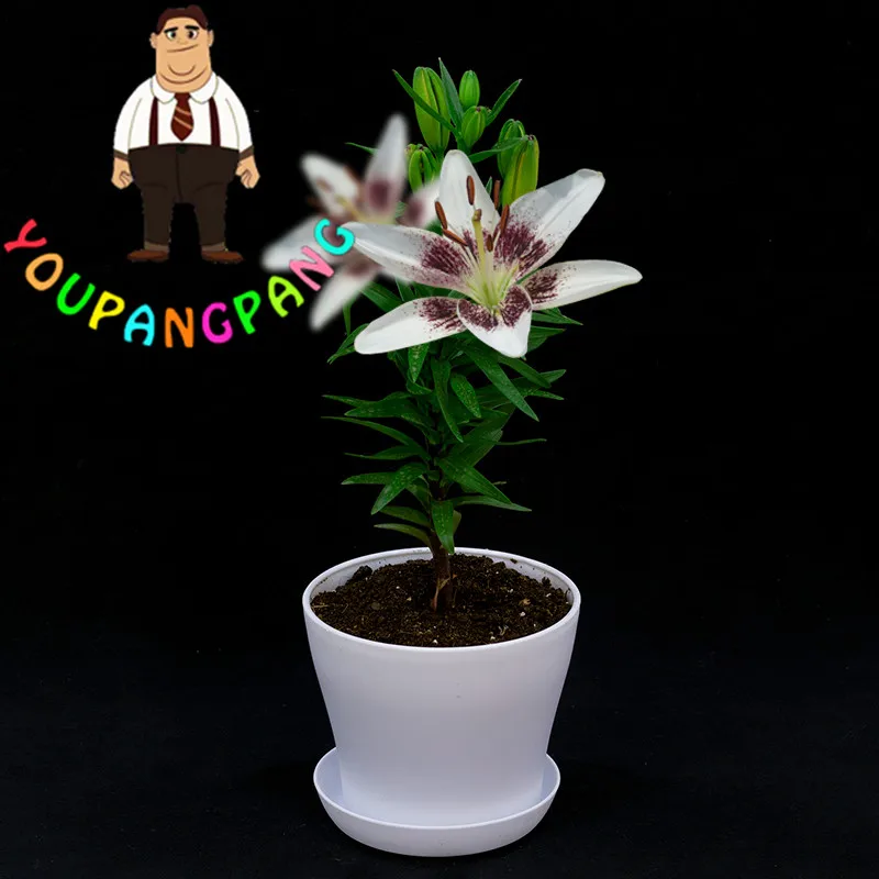 100pcs Rare Blue Purple Mixed Color Tulip Flores Plante Blooms For Outdoor Landscaping - 2 100pcs Rare Blue Purple Mixed Color Tulip Flores Plante Blooms For Outdoor Landscaping - 2