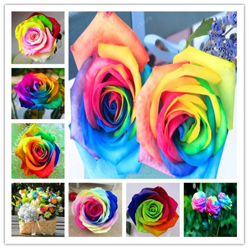 big——selling 500 pcs Rare Holland Rainbow Rose Flower bonsai Home Garden Rare Flower plant rainbow Rose flores
big——selling 500 pcs Rare Holland Rainbow Rose Flower bonsai Home Garden Rare Flower plant rainbow Rose flores