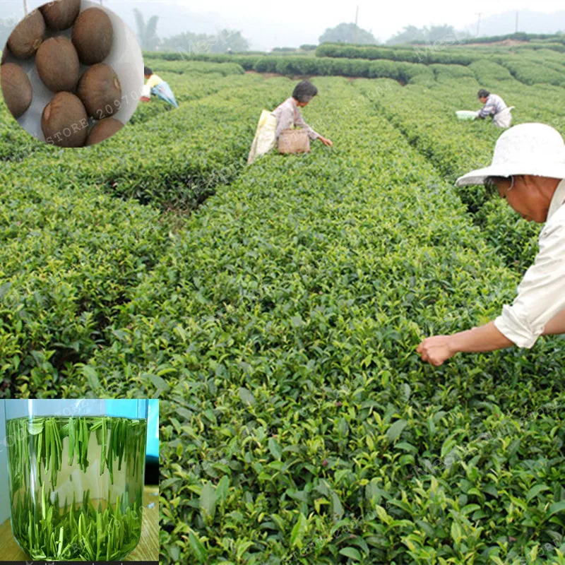 2pcs/lot Chinese Green Tea Tree Bonsai Plant DIY Healthy Bonsai Camellia Sinensis Home Garden New Crop Free Shipping Bonsai
2pcs/lot Chinese Green Tea Tree Bonsai Plant DIY Healthy Bonsai Camellia Sinensis Home Garden New Crop Free Shipping Bonsai