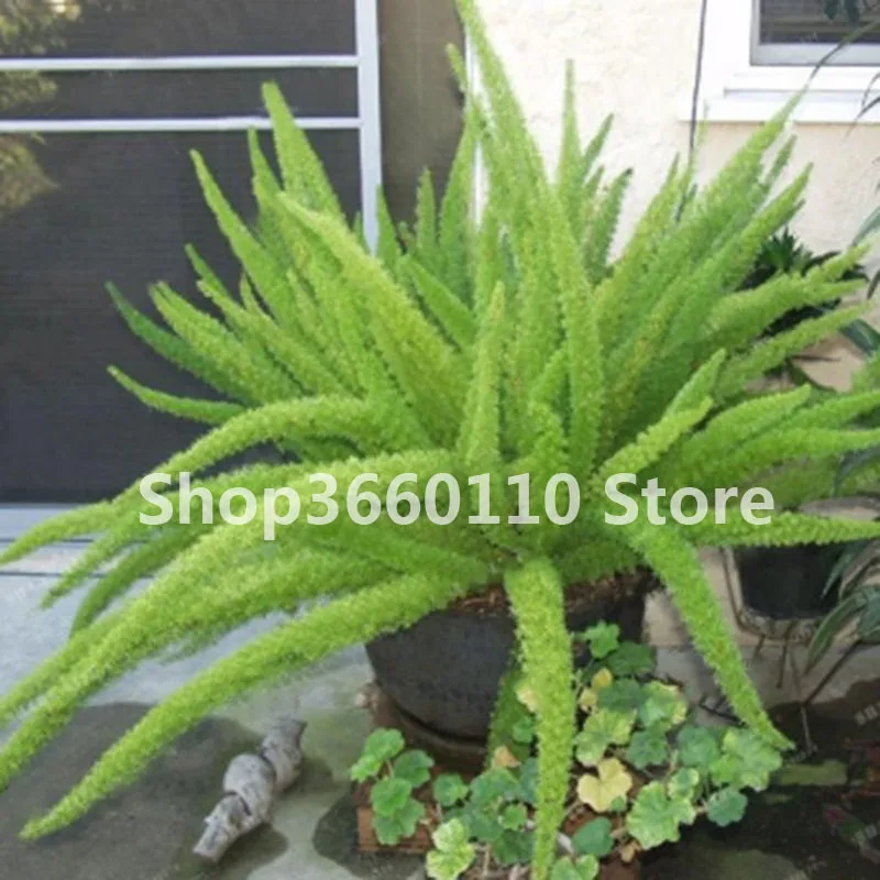 garden flower seedsplants New Nice Adorable Flower Bonsai Fragrant Plants Potted Blooms Rat Tail Seedsplants
garden flower seedsplants New Nice Adorable Flower Bonsai Fragrant Plants Potted Blooms Rat Tail Seedsplants