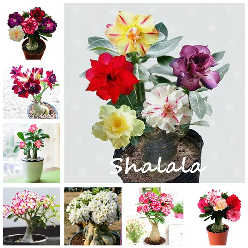 Bonsai Rrare Exotic 20 Pcs Rose Plants Rainbow Roses Bonsai Flowers Perennial Garden Jardim Plante
Bonsai Rrare Exotic 20 Pcs Rose Plants Rainbow Roses Bonsai Flowers Perennial Garden Jardim Plante
