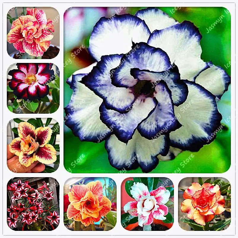 2 Pcs Real Desert Rose Flower Bonsai Plants 24 Rare Colors Adenium Obesum 100% Indoor Bonsai Flower Potted Plant for Home Garden
2 Pcs Real Desert Rose Flower Bonsai Plants 24 Rare Colors Adenium Obesum 100% Indoor Bonsai Flower Potted Plant for Home Garden
