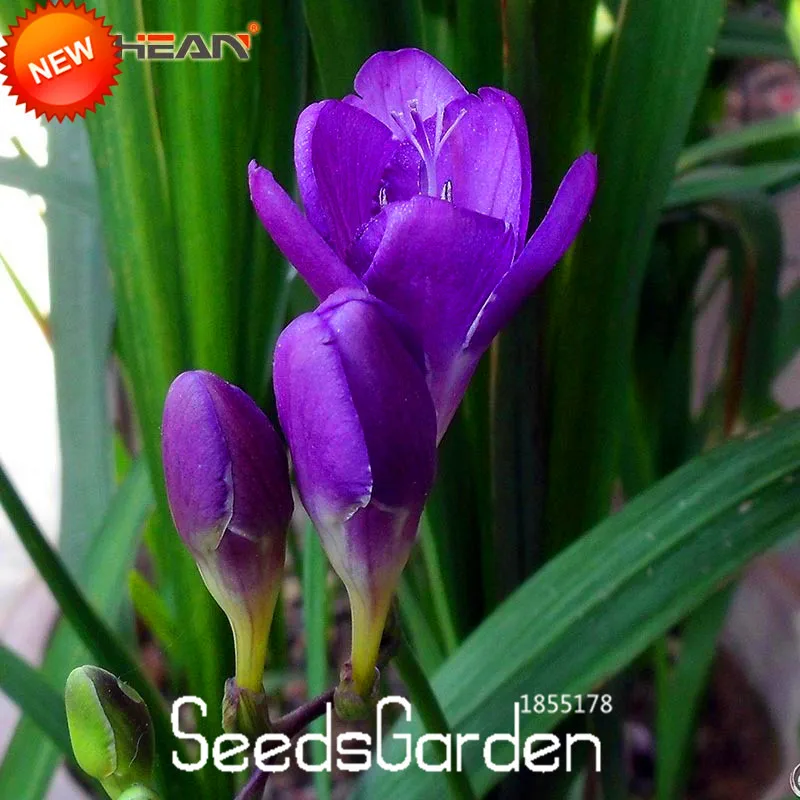 Best-Selling!Five Kinds of Freesia Bonsai Flower Pot Garden Terrace Perennial Flower Plants 100 Pieces / Bag,#LJV7ST
Best-Selling!Five Kinds of Freesia Bonsai Flower Pot Garden Terrace Perennial Flower Plants 100 Pieces / Bag,#LJV7ST