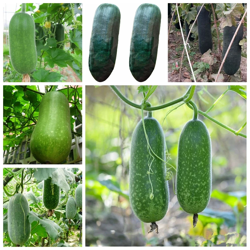 Hot Selling Vegetable Winter Melon Bonsai Wax Gourd (Asian vegetable) Garden Decor Plant Free Shipping 20 PCS
Hot Selling Vegetable Winter Melon Bonsai Wax Gourd (Asian vegetable) Garden Decor Plant Free Shipping 20 PCS