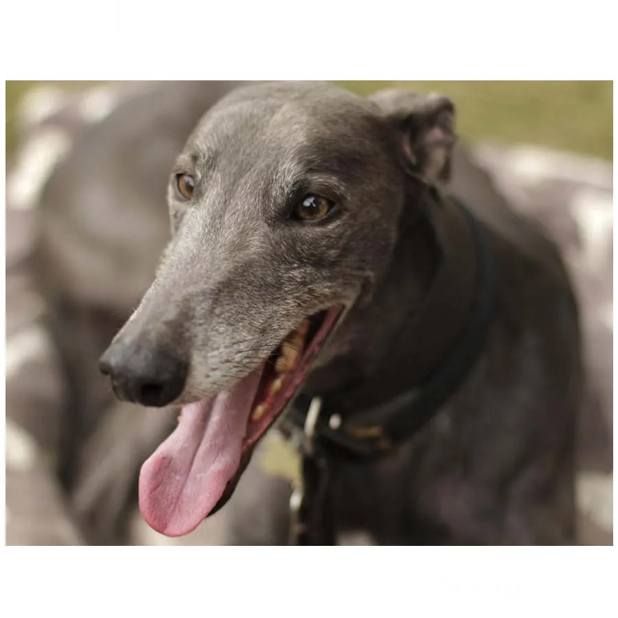 5D DIY square/round Diamond Painting greyhound dog Cross Stitch Diamond Embroidery Pattern Rhinestone Home Decor J1162
5D DIY square/round Diamond Painting greyhound dog Cross Stitch Diamond Embroidery Pattern Rhinestone Home Decor J1162