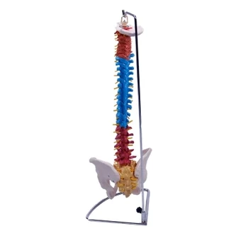 can be Bendable spine with pelvis Human spine Manipulative Skeleton Skeleton Spine Model 1:1 82cm free shipping
can be Bendable spine with pelvis Human spine Manipulative Skeleton Skeleton Spine Model 1:1 82cm free shipping