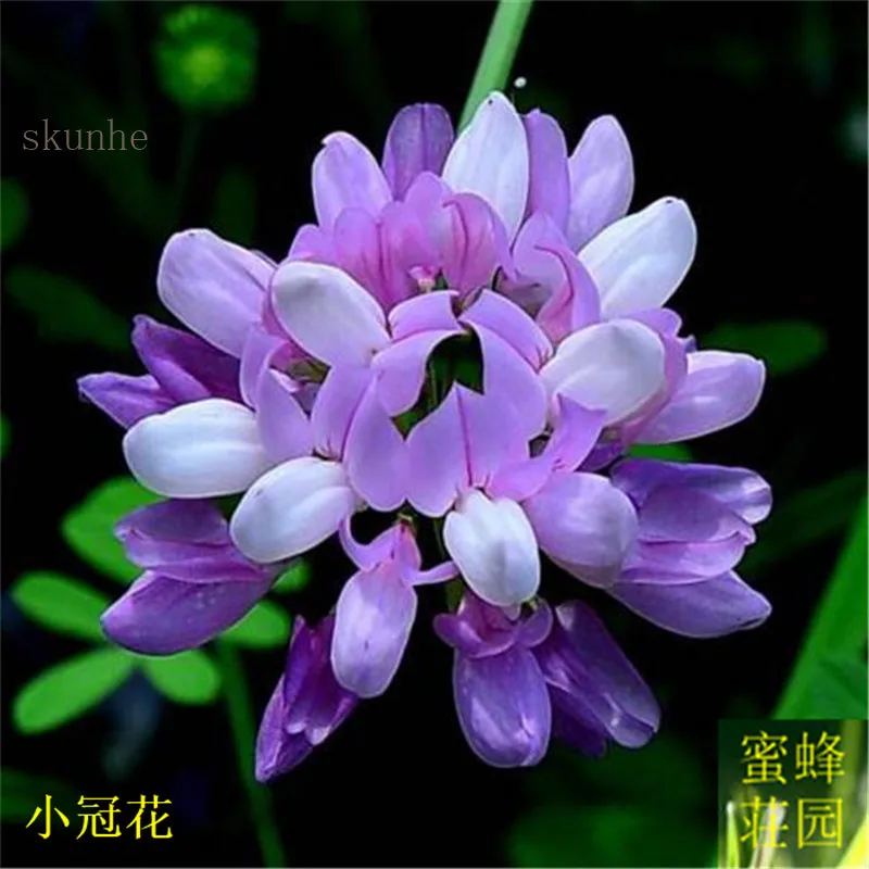 bonsai flowering long coverage rate of high solid soil ability to change the small crown flower 100pcs(xiao guan hua)
bonsai flowering long coverage rate of high solid soil ability to change the small crown flower 100pcs(xiao guan hua)