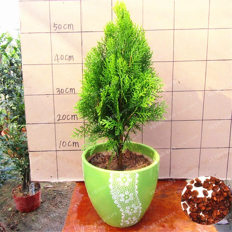 Hot 50 PCS ITALIAN CYPRESS (Cupressus Sempervirens )Tree Bonsai,Popular Hardy Bonsai For Home Garden Planting Free Shipping
Hot 50 PCS ITALIAN CYPRESS (Cupressus Sempervirens )Tree Bonsai,Popular Hardy Bonsai For Home Garden Planting Free Shipping