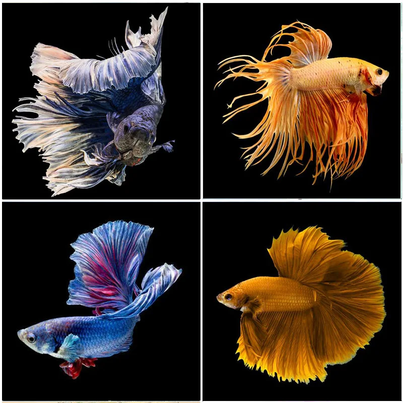 Canvas 5D Diamond Painting Colorful Fish Kits Embroidery Full Square Drill Home Decorations Mosaic Cross Stitch Adults Crafts
Canvas 5D Diamond Painting Colorful Fish Kits Embroidery Full Square Drill Home Decorations Mosaic Cross Stitch Adults Crafts