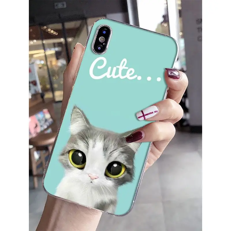 Cat Cartoon Cute Mouse Pig Cats Dog