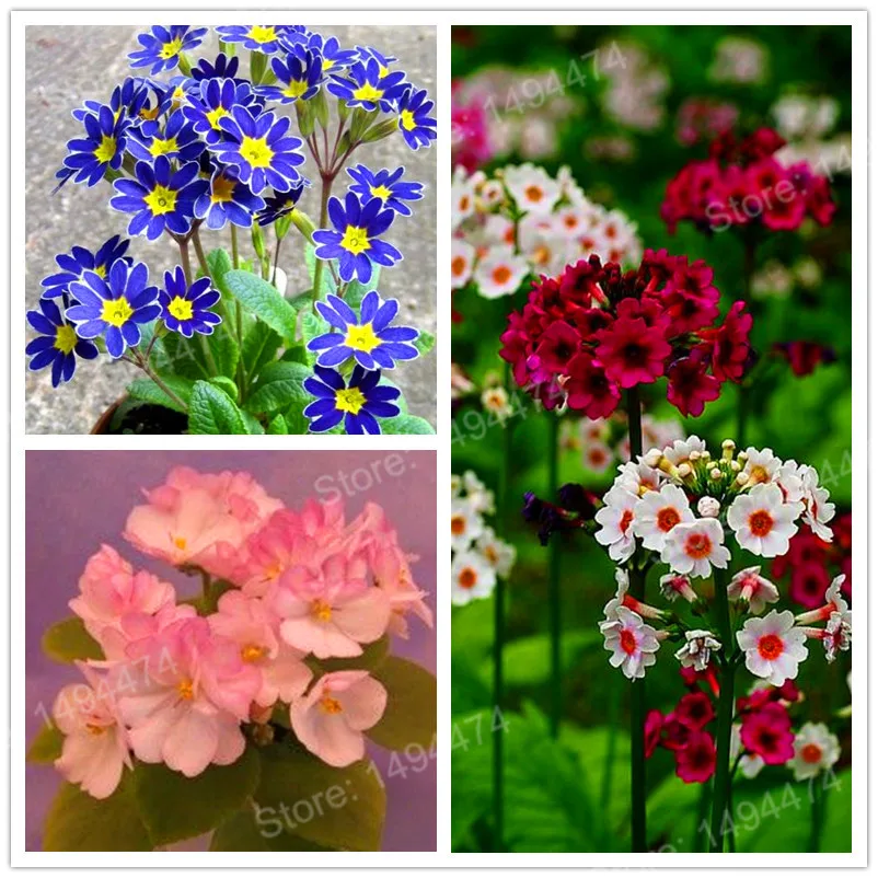 100pcs/bag mixed color primrose flores Europe Primula malacoides plantas rare flower plante mini bonsai plant for home garden
100pcs/bag mixed color primrose flores Europe Primula malacoides plantas rare flower plante mini bonsai plant for home garden