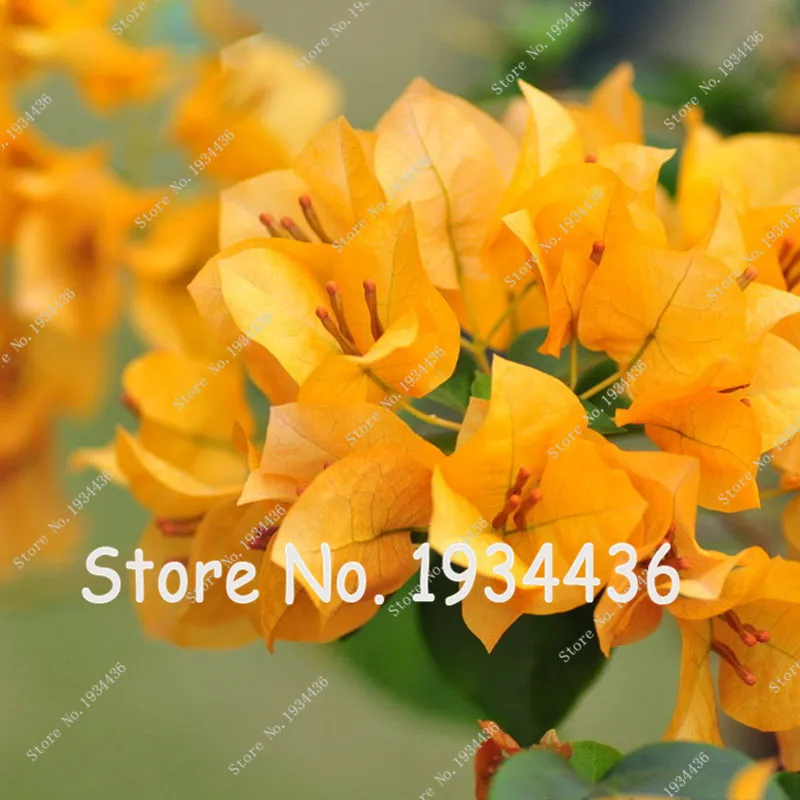 Free Shipping Yellow Bougainvillea Balcony Pot, Yard Flower Plant Immensely Showy, Floriferous Hardy Home&Garden Plant 50 Pcs
Free Shipping Yellow Bougainvillea Balcony Pot, Yard Flower Plant Immensely Showy, Floriferous Hardy Home&Garden Plant 50 Pcs