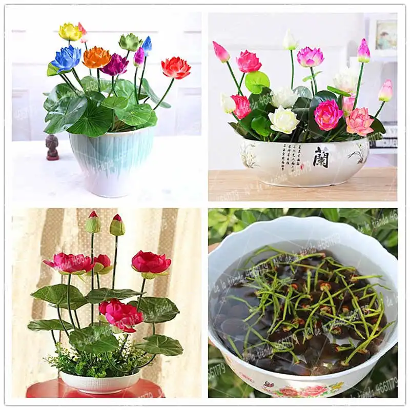 5Pcs/Bag lotus flower pot plant lotus plant flower family garden decoration pot planting flower colorful lotus plant
5Pcs/Bag lotus flower pot plant lotus plant flower family garden decoration pot planting flower colorful lotus plant