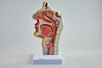 nasal cavity and throat Anatomic model broken off throat pathology ENT model 
nasal cavity and throat Anatomic model broken off throat pathology ENT model