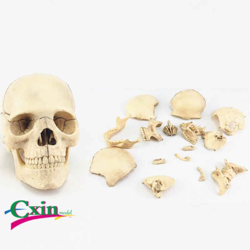 Simulation Detachable 15 Parts Skull Model Assembled Puzzle Head Skull Primary Color Skull Model Teaching
Simulation Detachable 15 Parts Skull Model Assembled Puzzle Head Skull Primary Color Skull Model Teaching