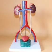 human body Urinary System model ureter Urinary bladder model 23*18*38CM free shipping
human body Urinary System model ureter Urinary bladder model 23*18*38CM free shipping