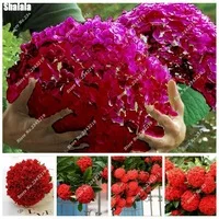 Happy-Farm-Bonsai-Hydrangea-Seed-China-Red-Rounded-Hydrangea-Flower-Seeds-Natural-Growth-For-Home-Garden.jpg_200x200